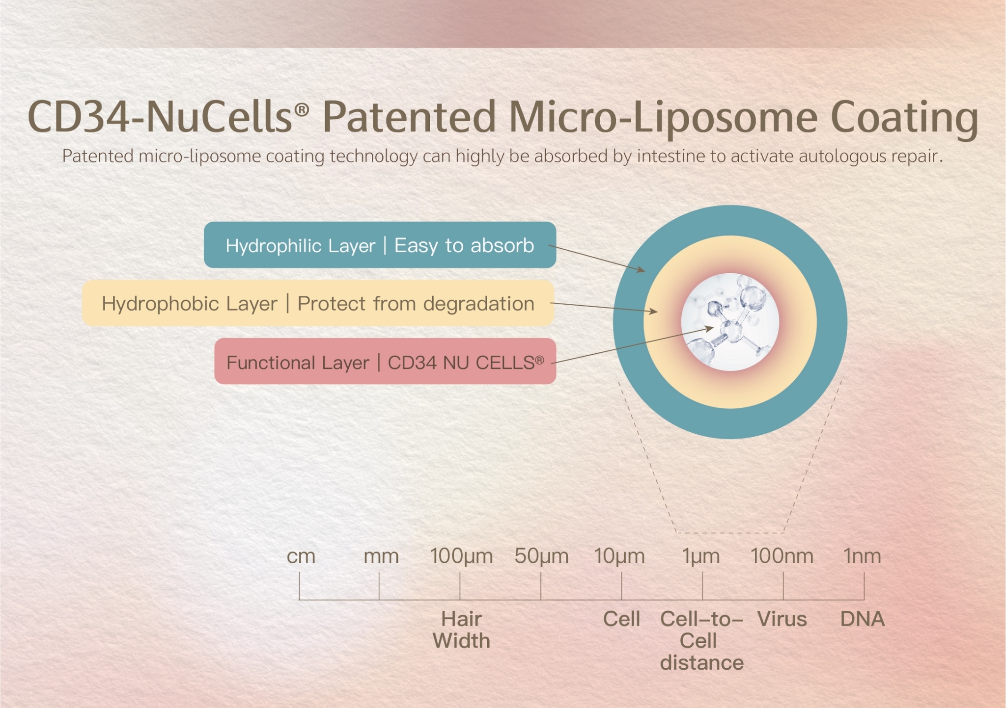 CD34 Nu-Cell® Microliposome